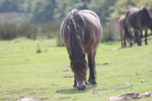 Exmoor ponies