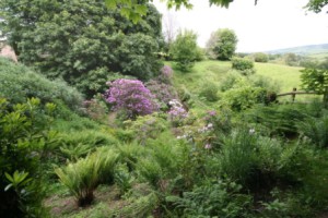 Rhodedendrons in June