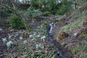 Snowdrops at Cutthorne