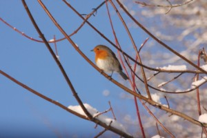 Robin enjoying the winter sunshine at Cutthorne